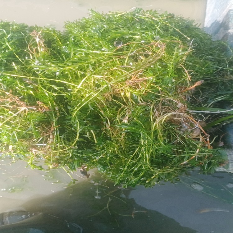 蓖齿眼子菜图片
