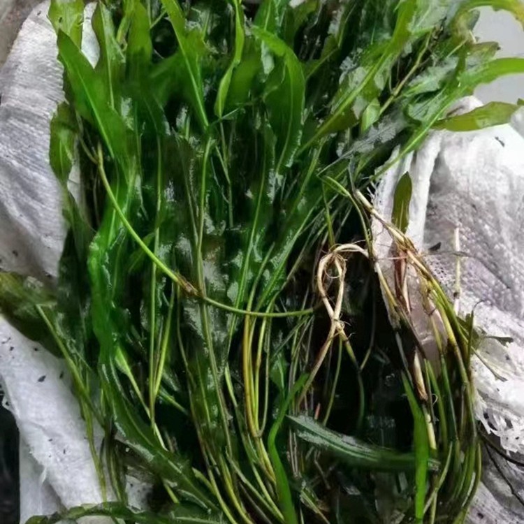 金鱼藻苗种植基地