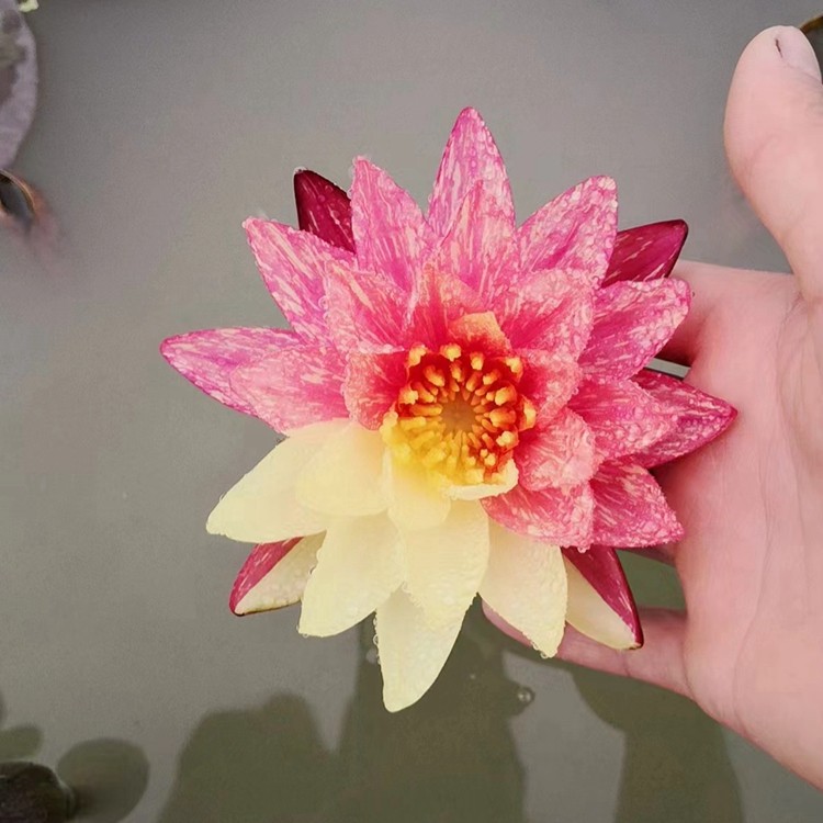 水生植物培育基地