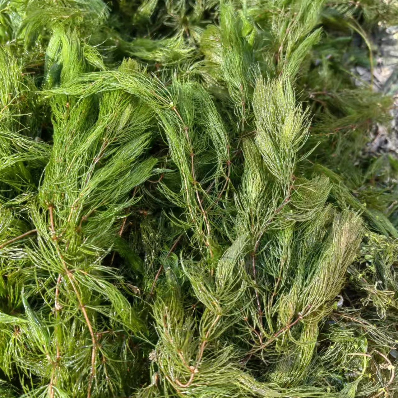 水生植物基地实景