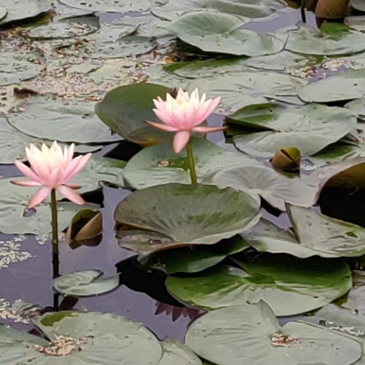 水生植物培育基地实景