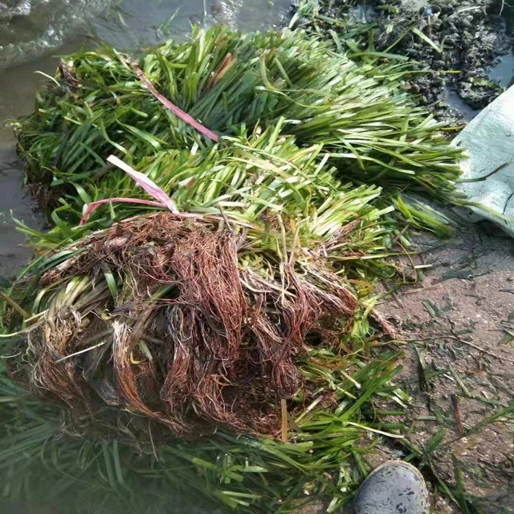 水生植物培育实景