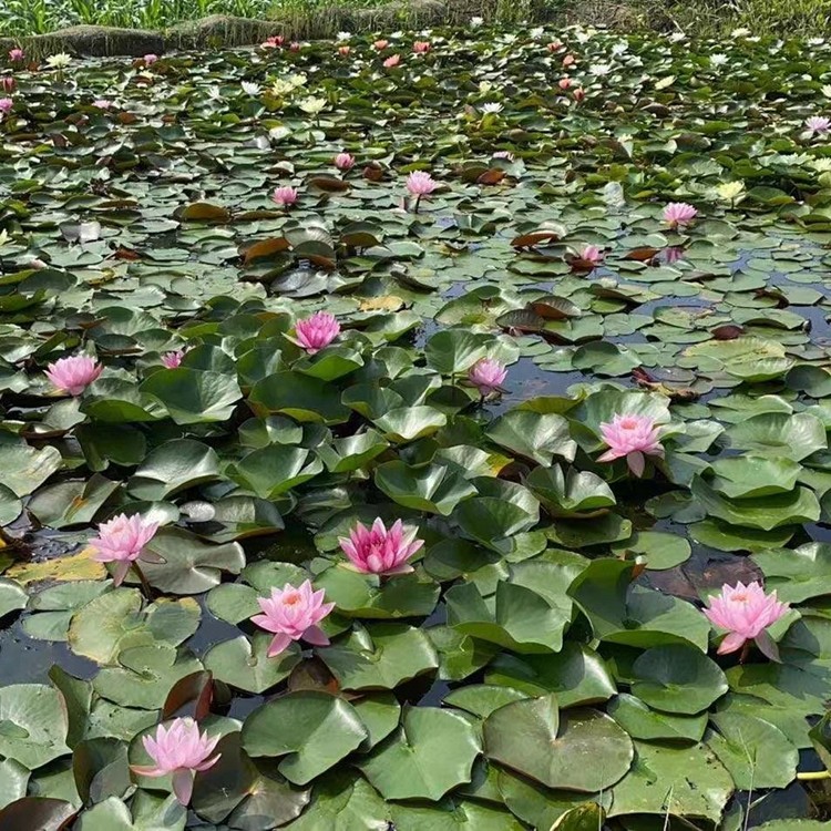 water_lily_rehabilitation