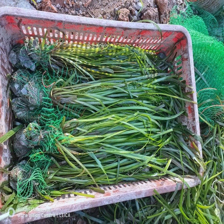 矮苦草配重实物展示