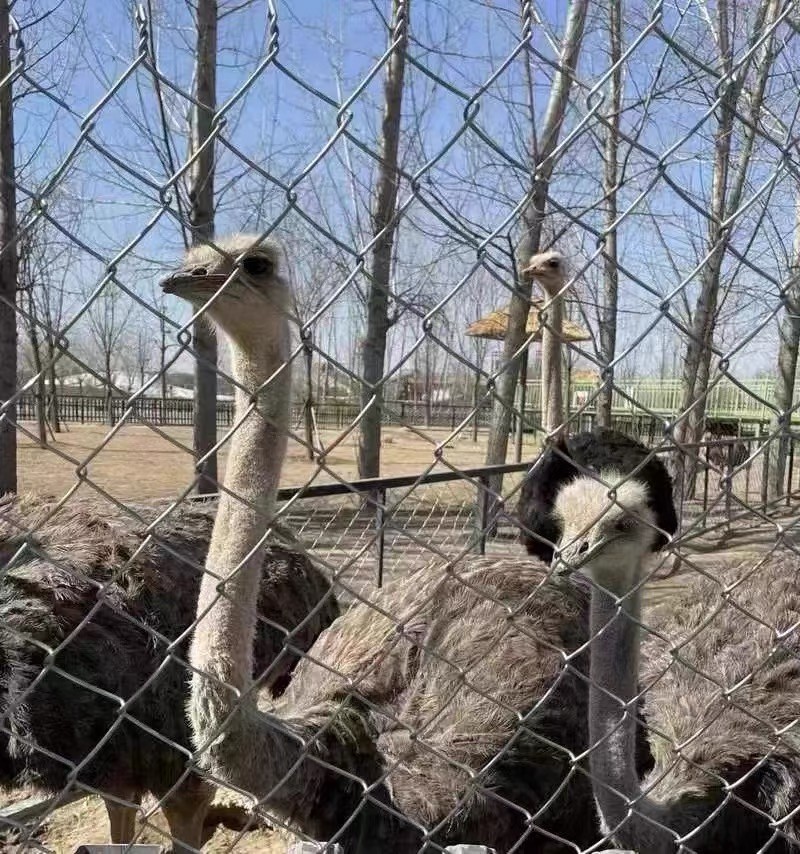 鸡笼养殖网产品实拍