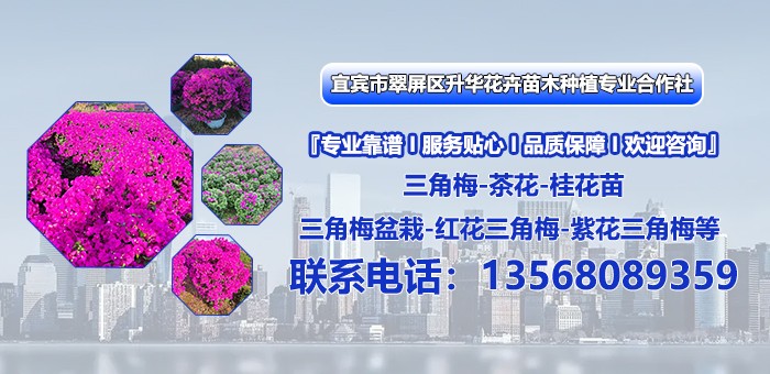 三角梅盆栽苗圃实景