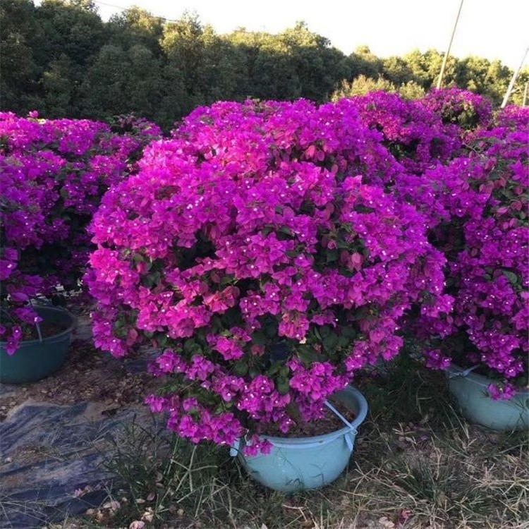 球形三角梅种植基地实景