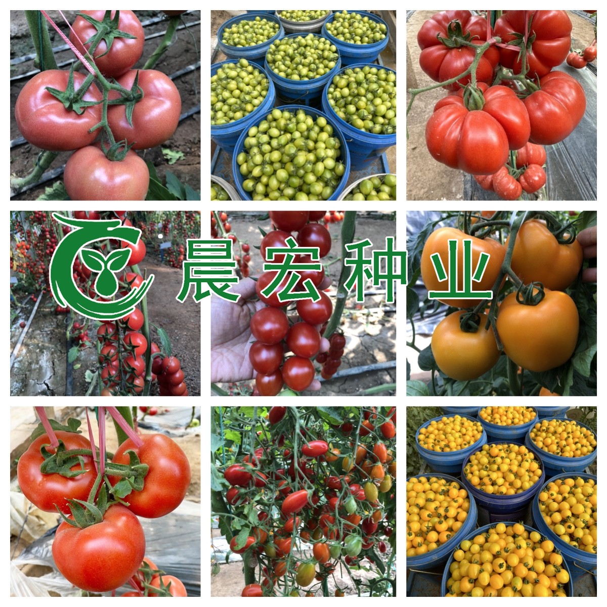 番茄植株生长实景