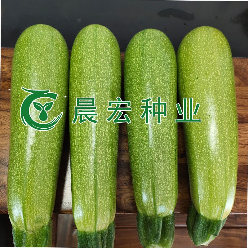 蔬菜种子田间试验实景