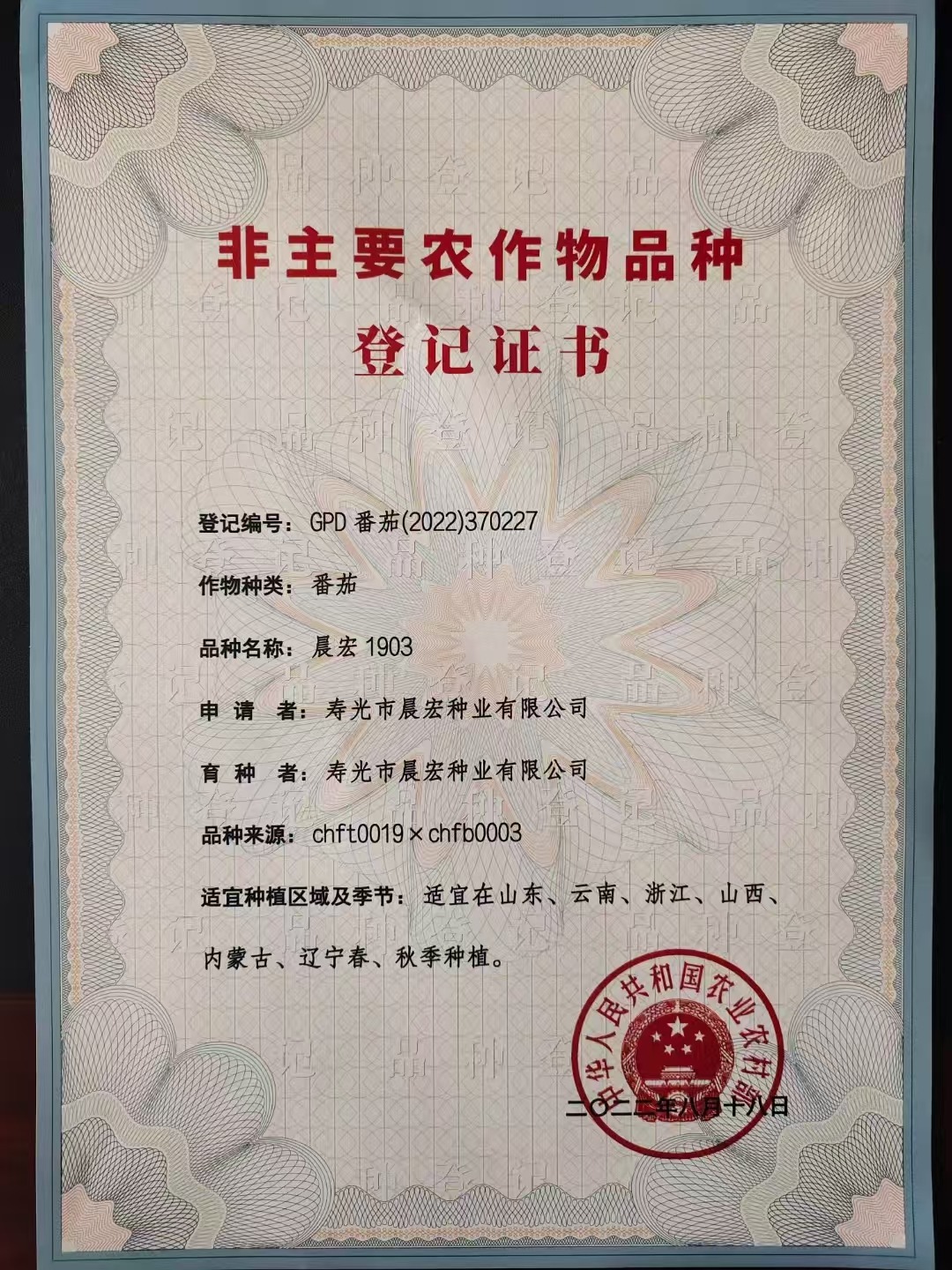 西红柿种子田间实拍