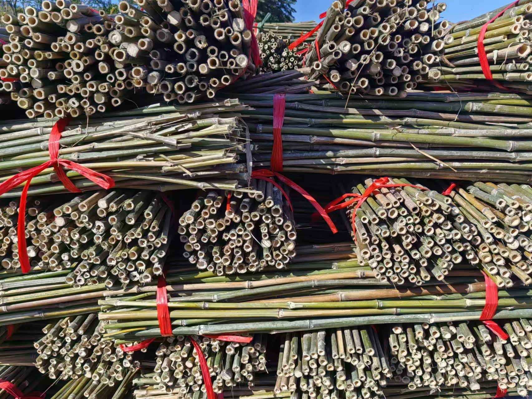 agricultural bamboo poles