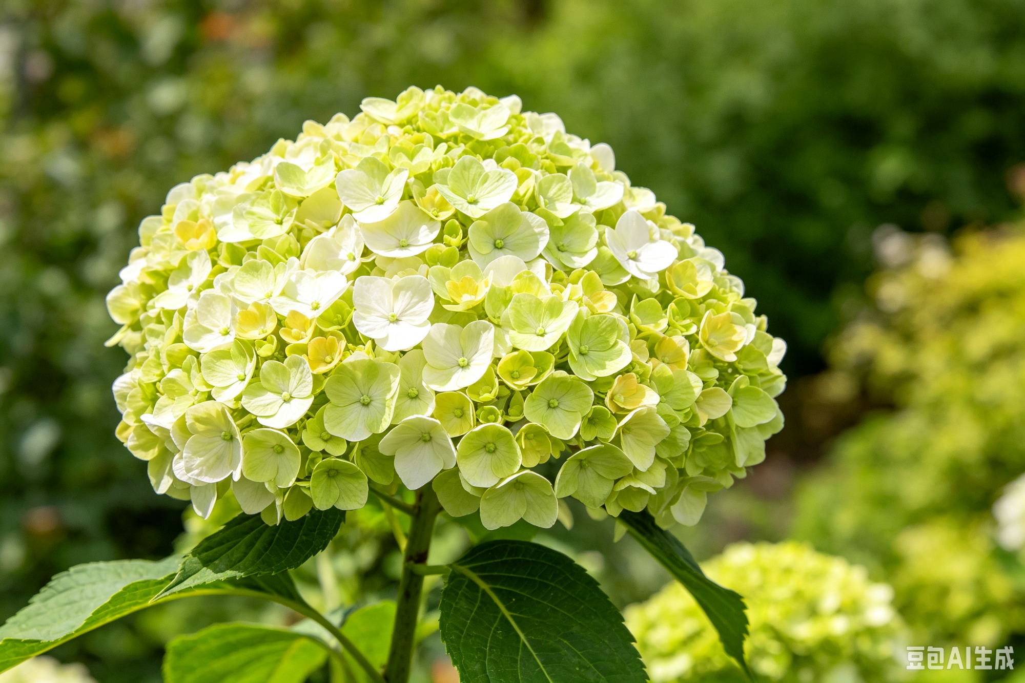 European Snowball Viburnum Garden