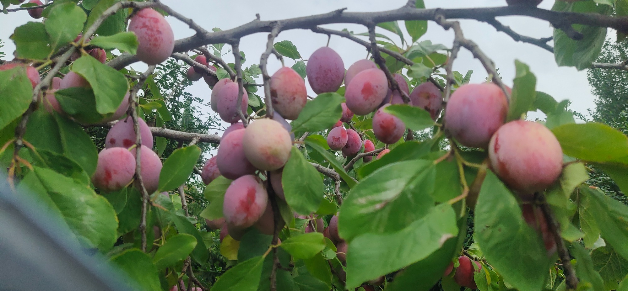西梅树苗繁育与定植实景