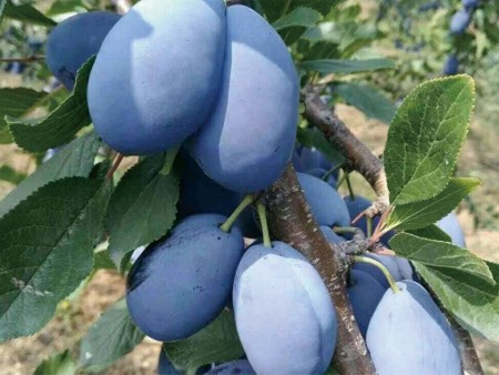 西梅树苗繁育实拍
