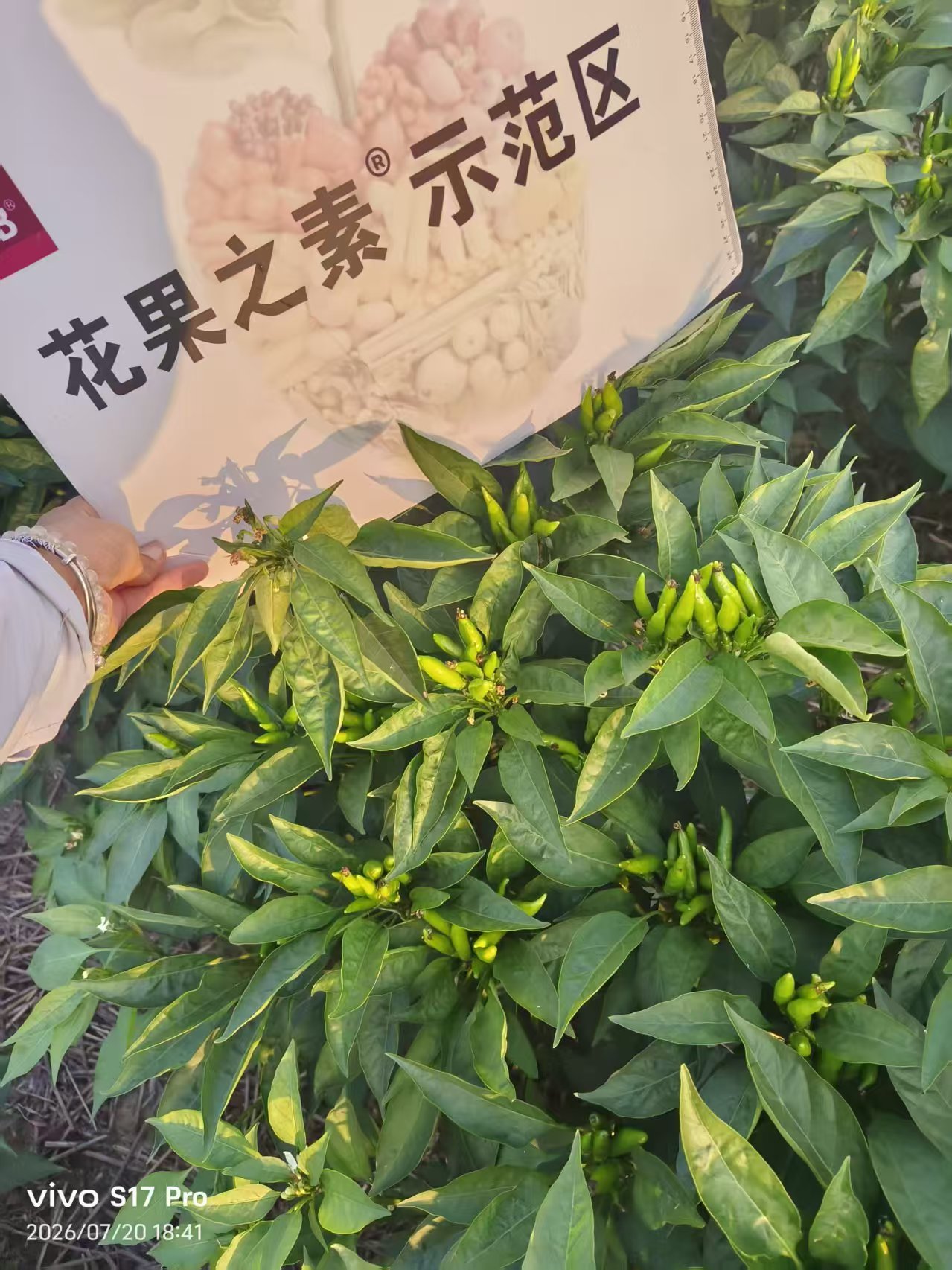 小麦拌种技术应用场景