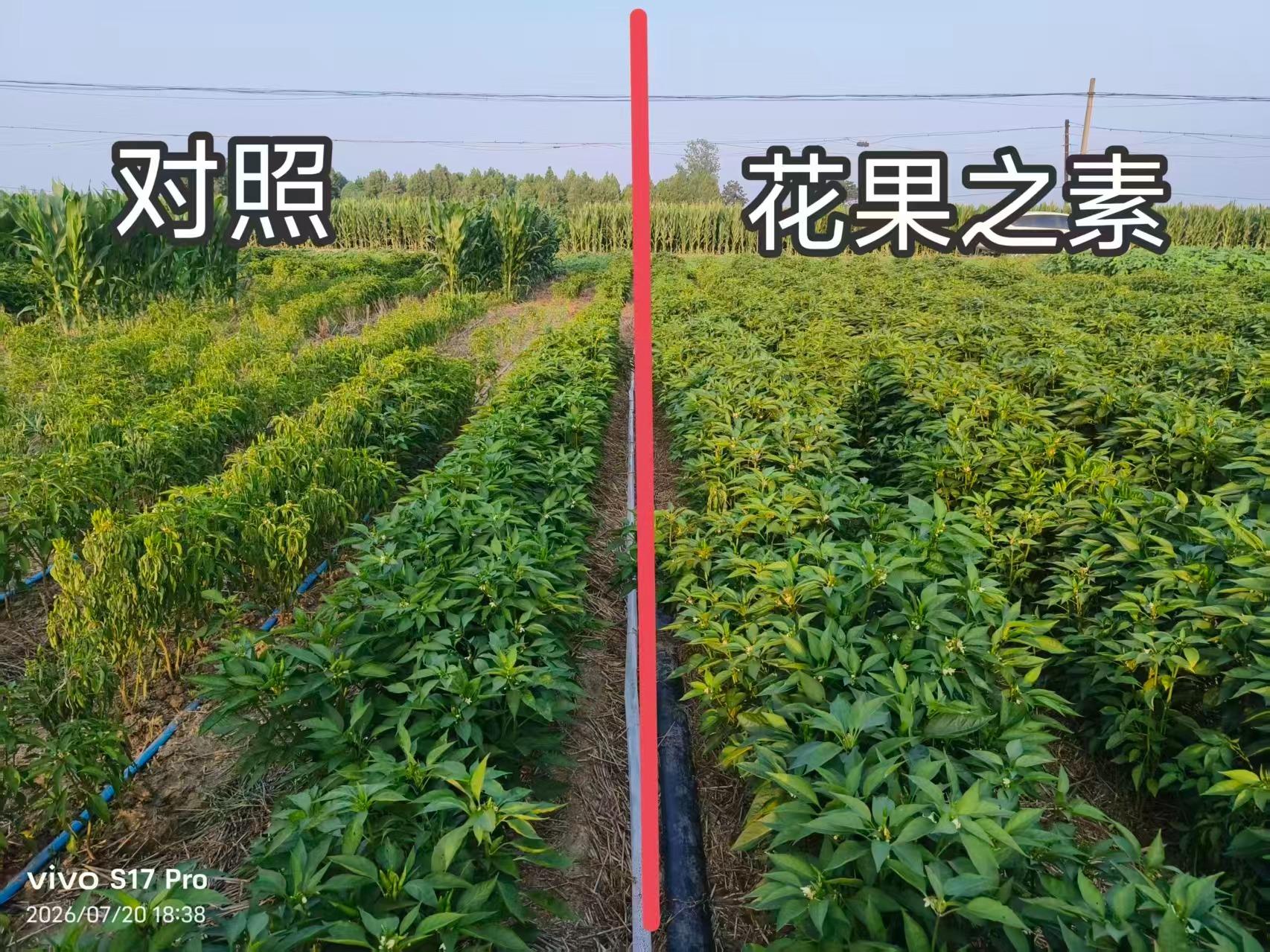 大蒜拌种作业示意图