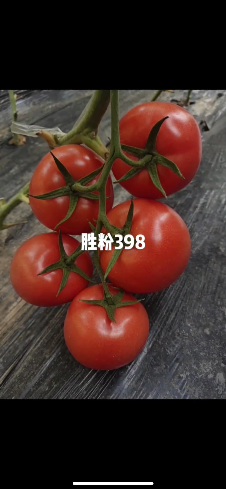 现代化育苗车间实拍