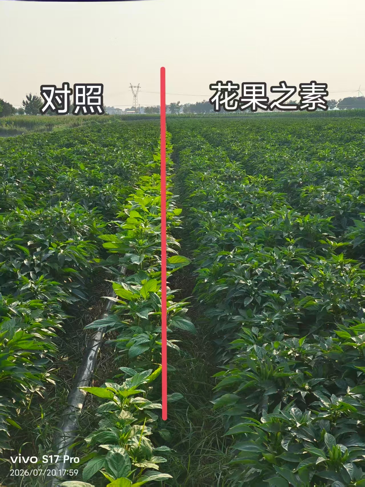 花生拌种技术应用场景