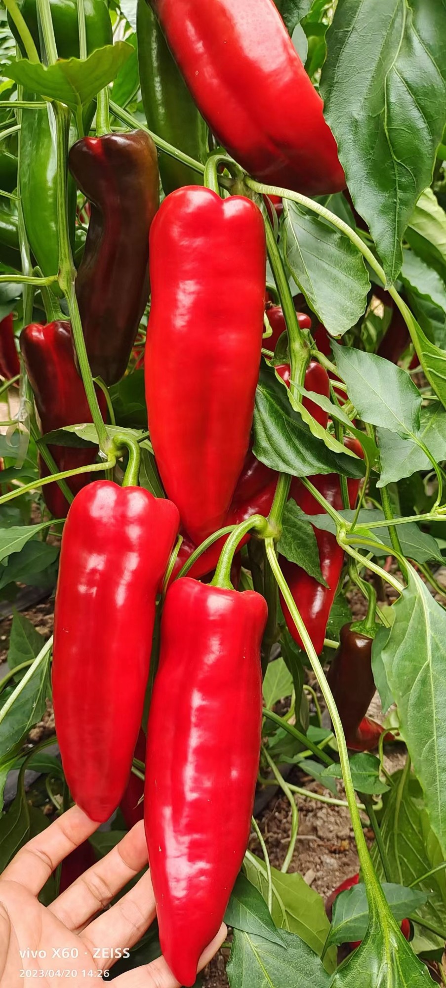 Standardized Bell Pepper Seedlings