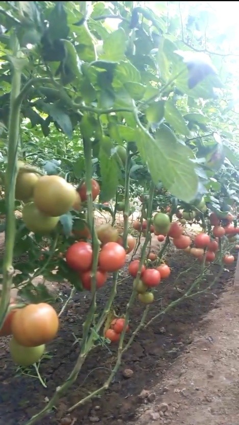 蔬菜种苗培育场景