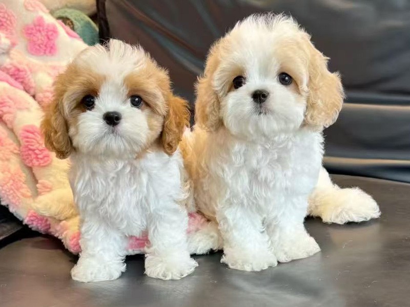 Pet Shop
