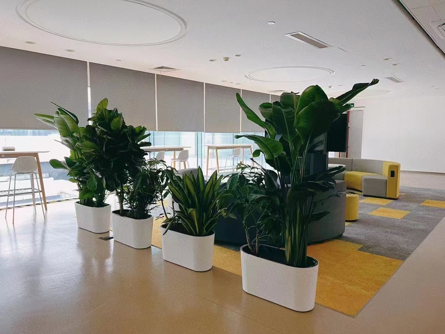 绿植养护服务实景