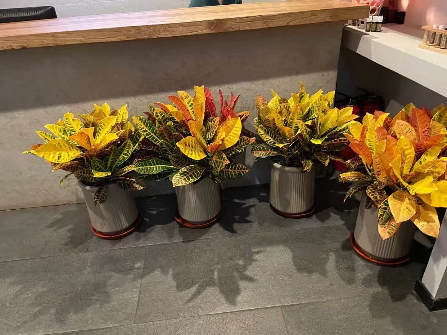 办公空间绿植装饰