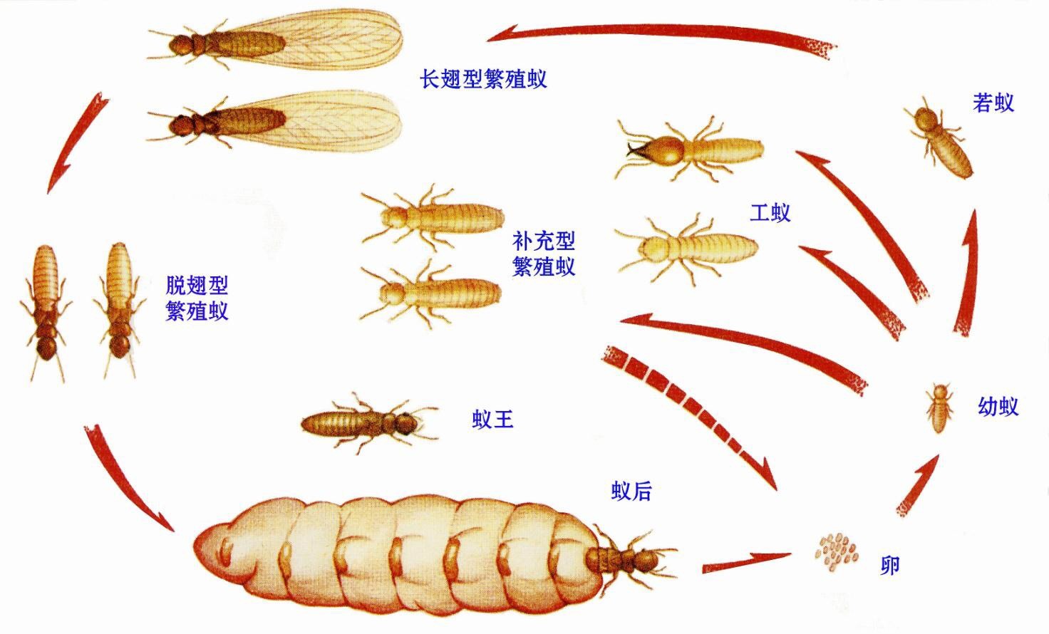 苍蝇消杀服务现场