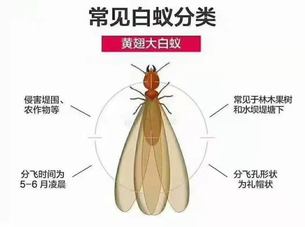 苍蝇**现场作业规范