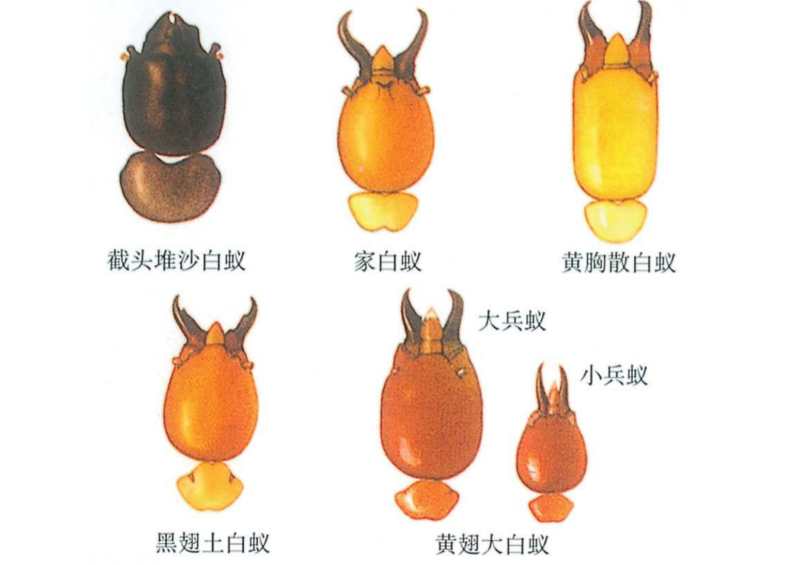 Pest Control Service