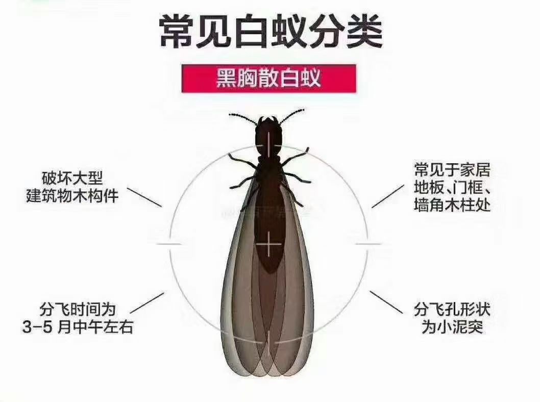 专业虫害**现场
