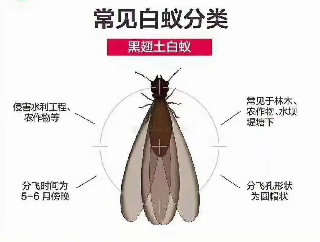 苍蝇消杀施工规范示意图