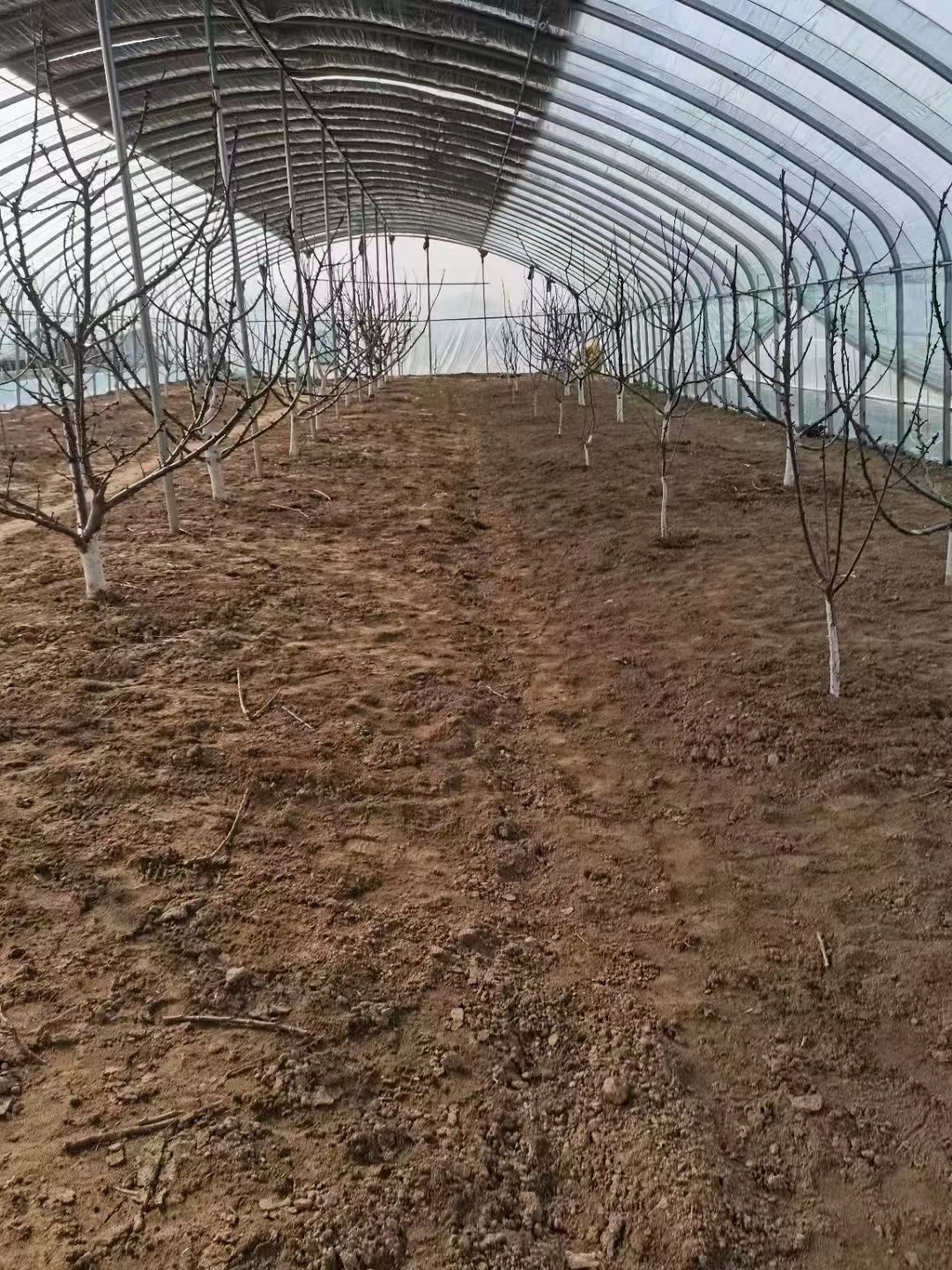 椭圆管大棚管材加工现场
