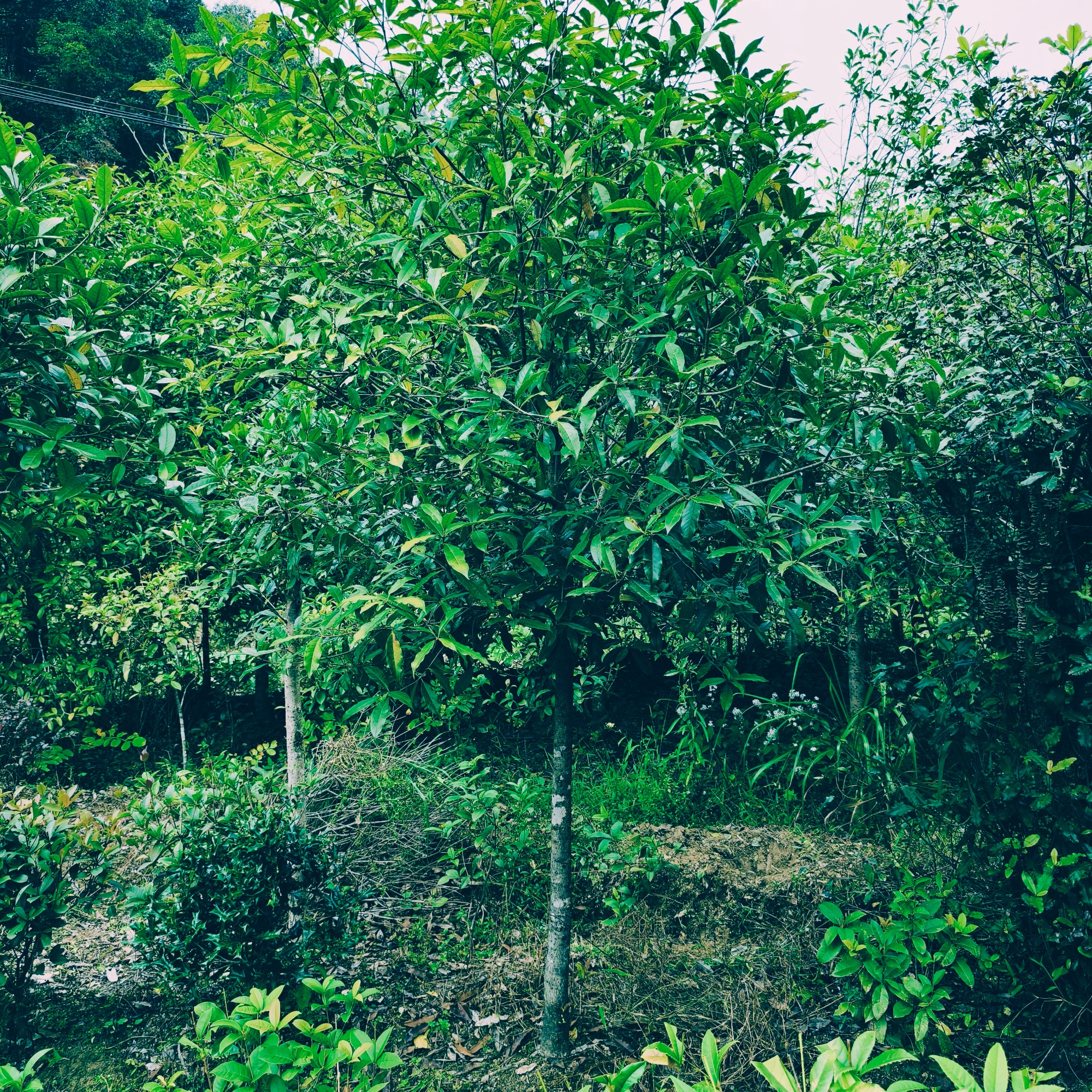 高杆红叶石楠种植基地实景