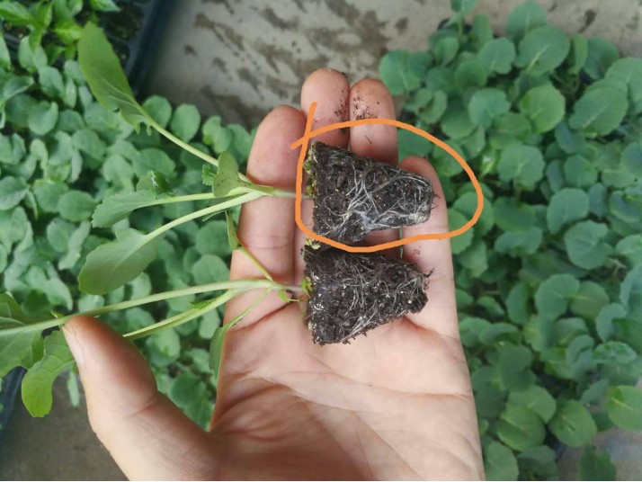 生态养殖与标准化品控环境