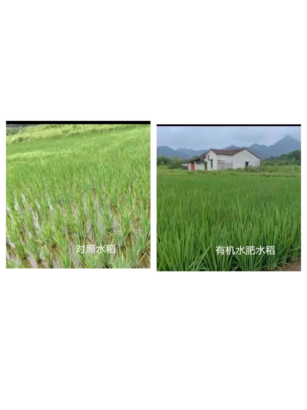 生态种植与品控节点