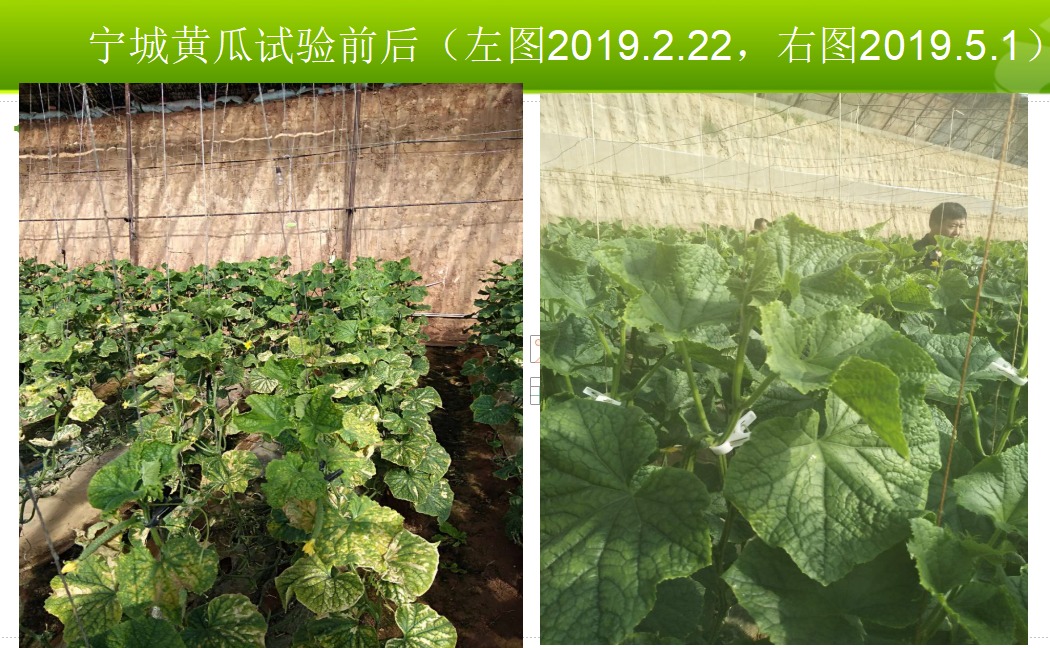 食品安全码鸡肉标准化养殖基地