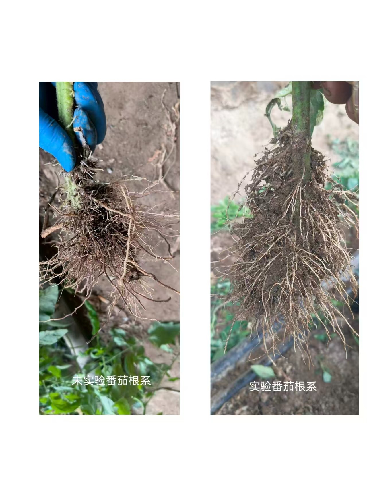 溯源数据可视化界面