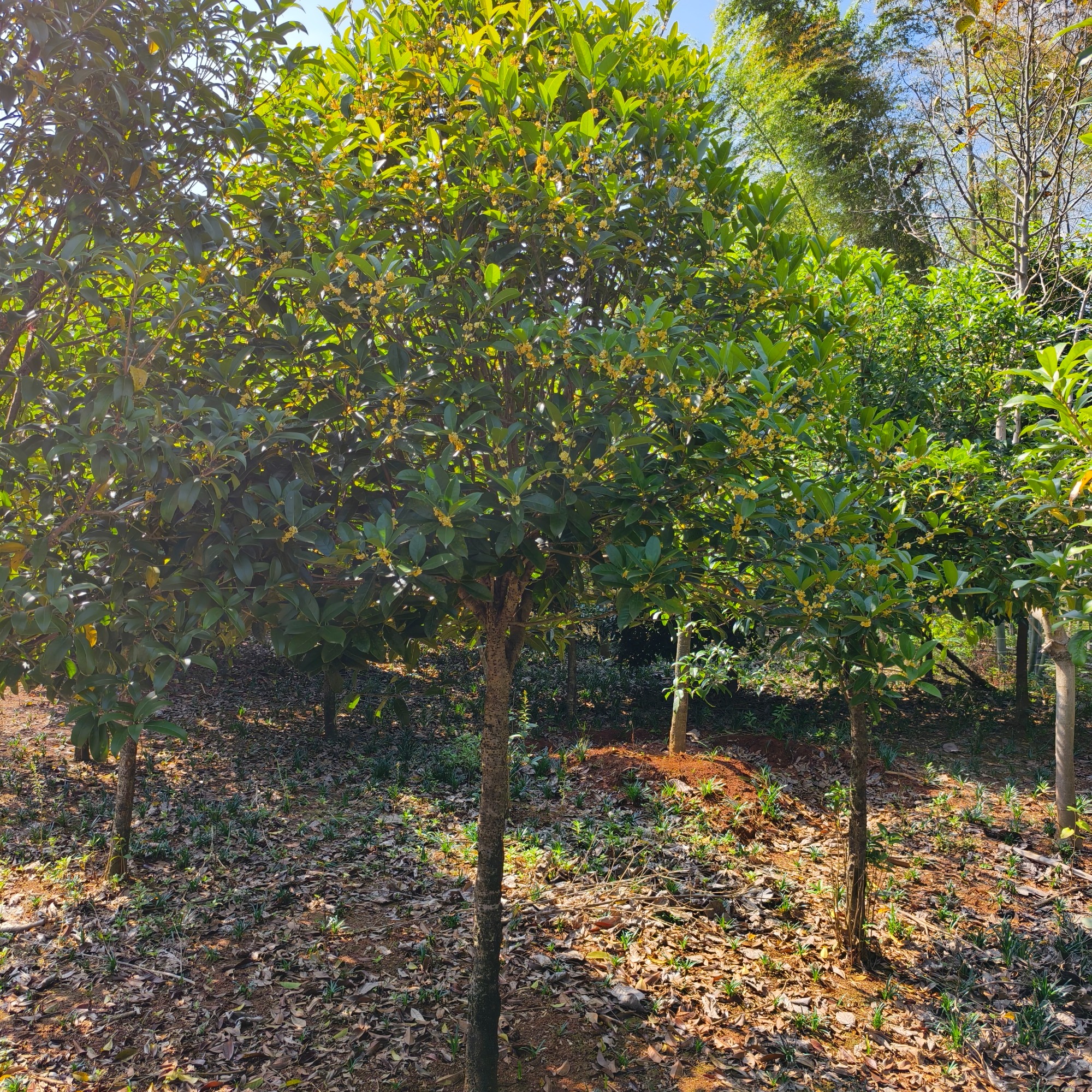 绿化苗木实景