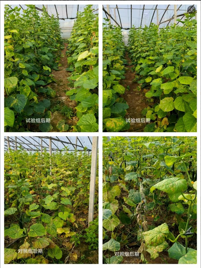 农业生态种植场景