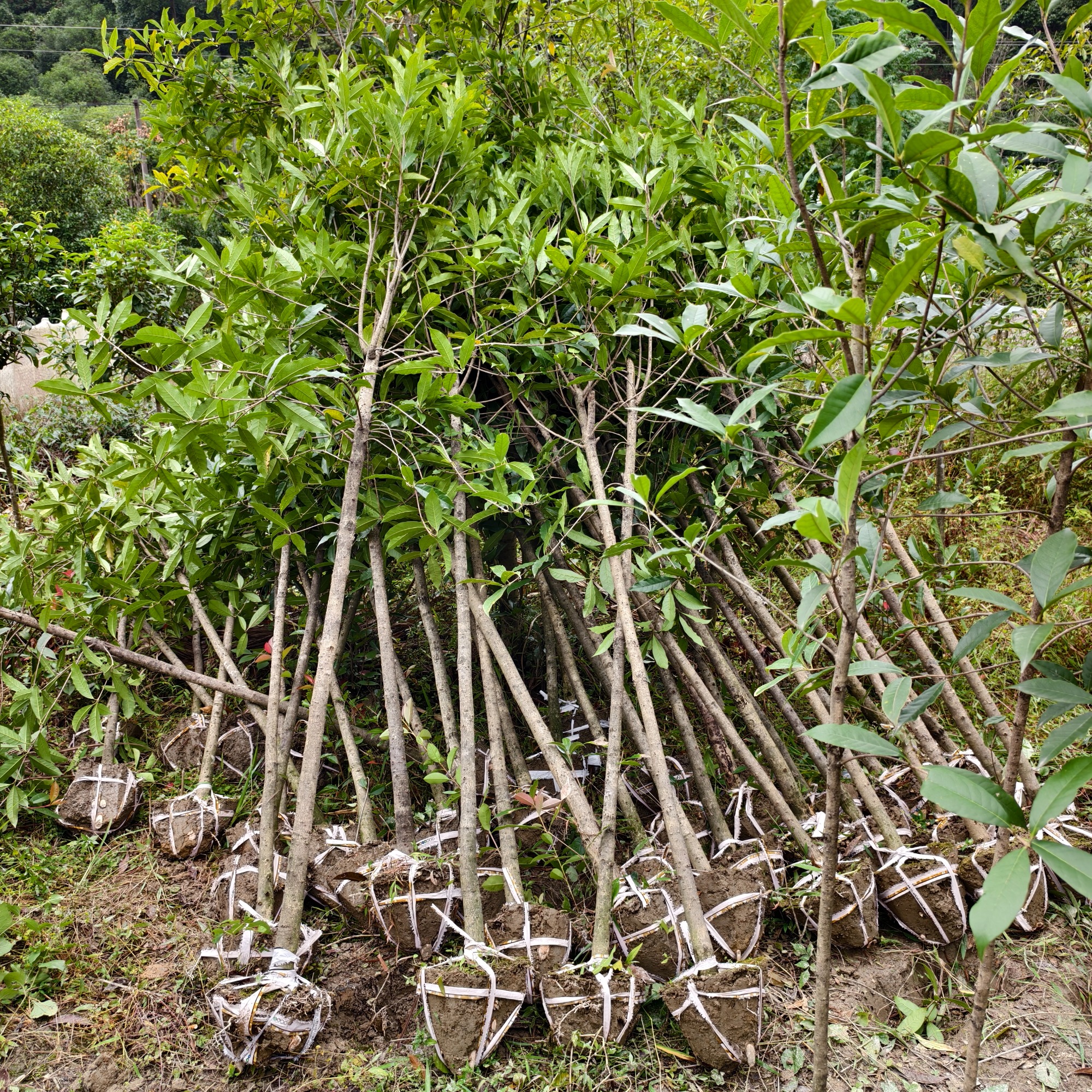 绿化苗木基地实景
