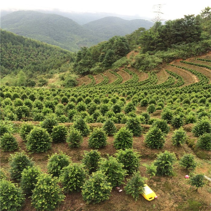 曼地亚红豆杉育苗实景