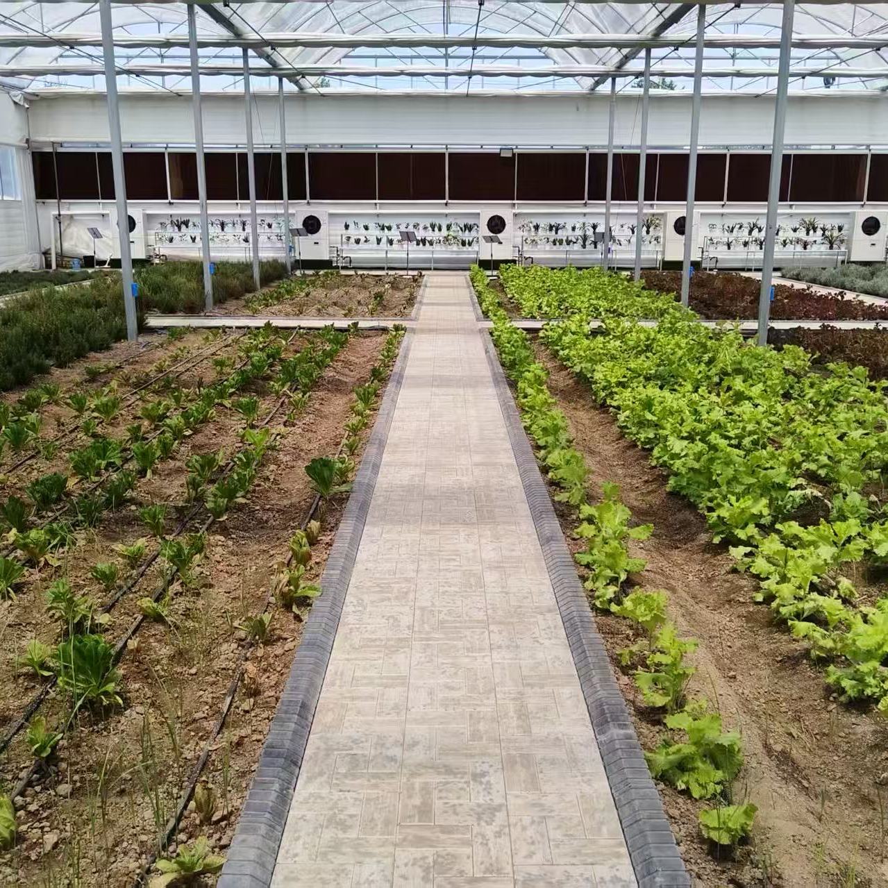 寒亭蔬菜玻璃温室供应商蔬菜日光温室产品图