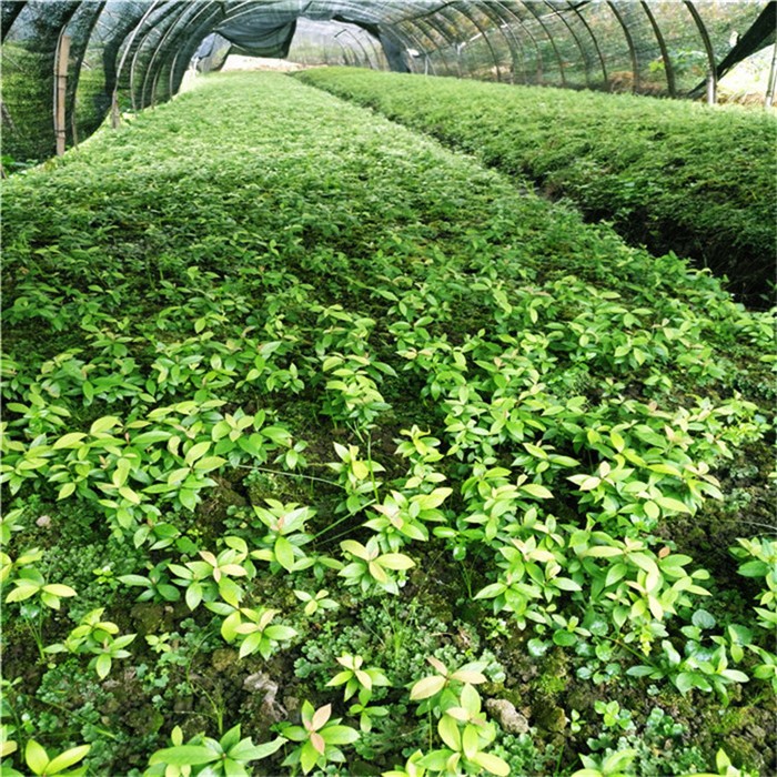 虎皮楠育苗基地实景