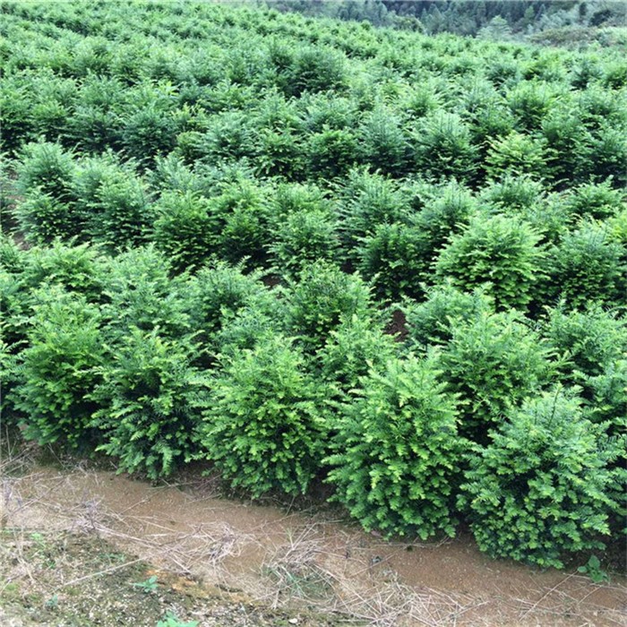 曼地亚红豆杉基地实景