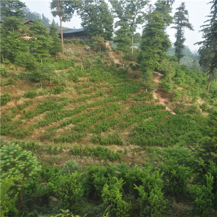 地涌金莲标准化繁育基地实景