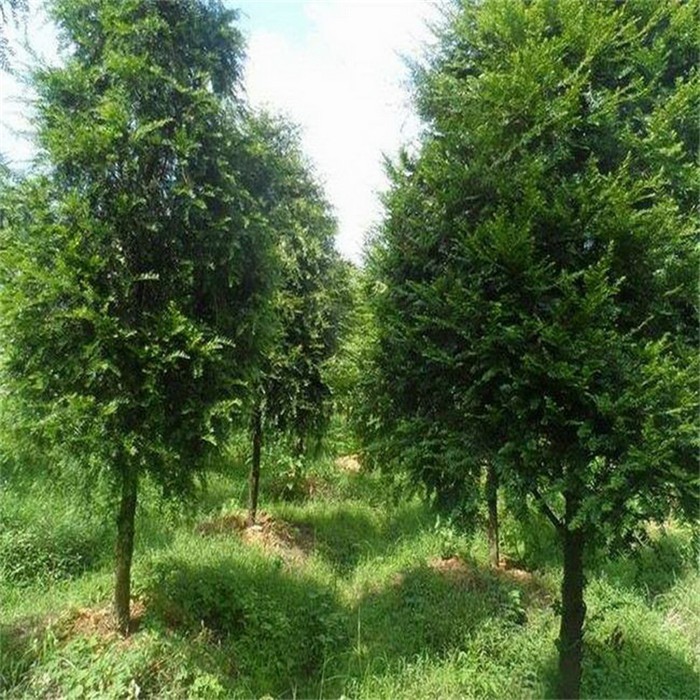 红豆杉枝条培育场景