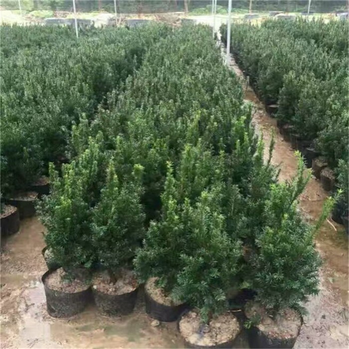 地涌金莲种植基地实景