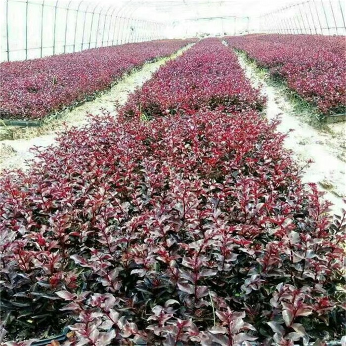 #湖南黄柏种植基地找哪家?实地考察优选雅安市业之欣种植专业合作社 #湖南黄柏种植基地找哪家?实地考察优选雅安市业之欣种植专业合作社