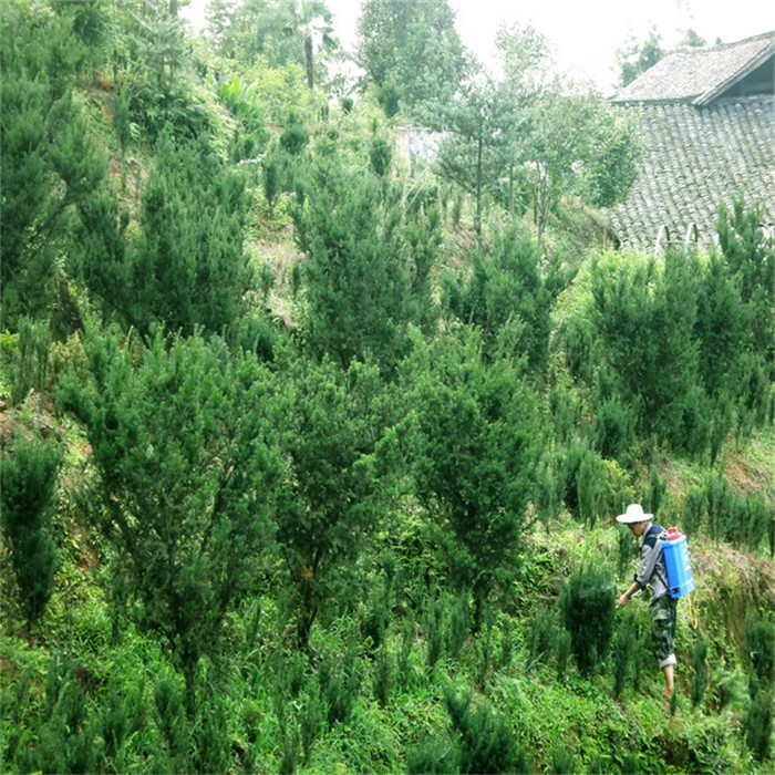 桫椤树苗繁育与驯化场景